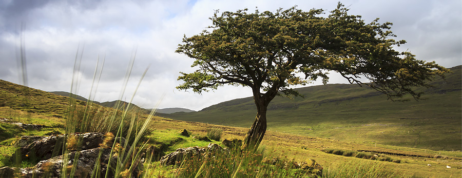 tree, Connemara, Foto workshop irland,Key Media Photography